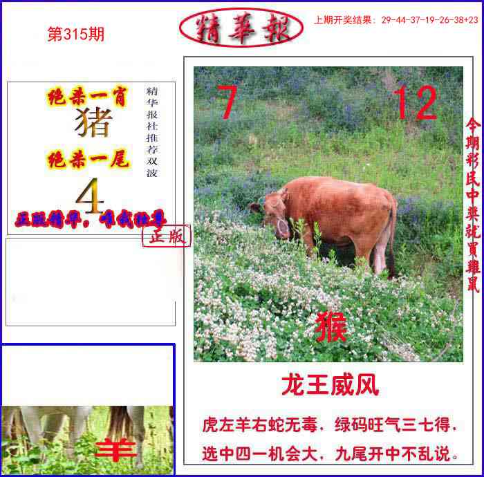 315期新精华报报[图]